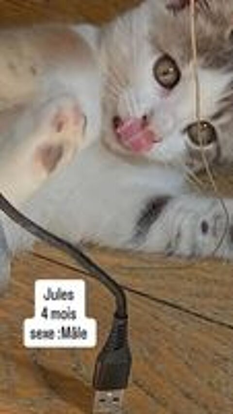   Chat JULES à l adoption 