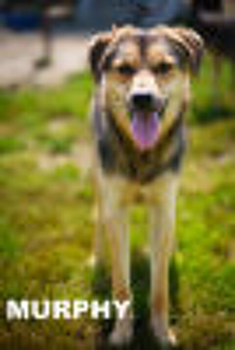 MURPHY SE TROUVE DANS UN REFUGE EN ROUMANIE 0 75018 Paris