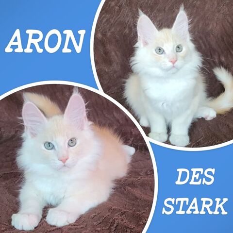 2 M&Acirc;LES maines coon LOOF 1400 93160 Noisy-le-grand