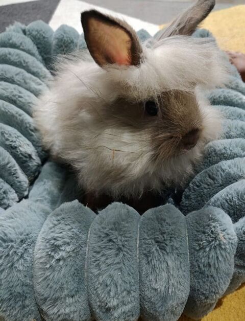 Adorable lapin nain t&ecirc;te de lion 40 93600 Aulnay-sous-bois