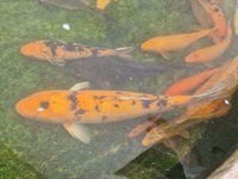   Carpes koi 