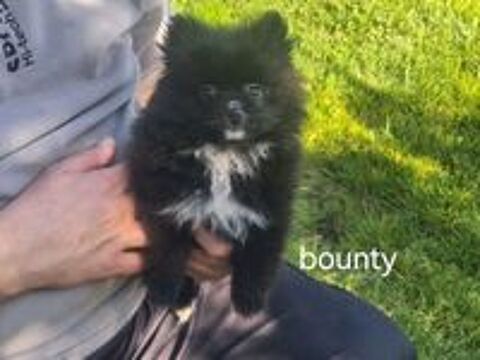   Chiot mâle spitz allemand  