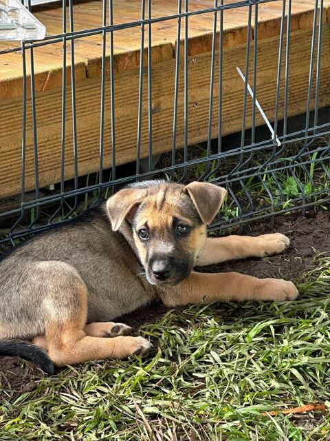 Thalie, femelle crois&eacute;e berger, n&eacute;e le 01/11/2025 🤍 300 41000 Blois