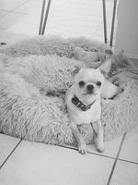   Chihuahua 10 mois 