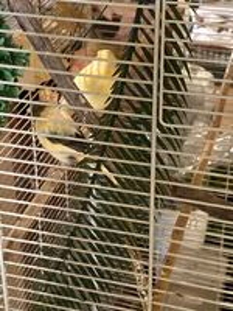   CANARIS MALES 