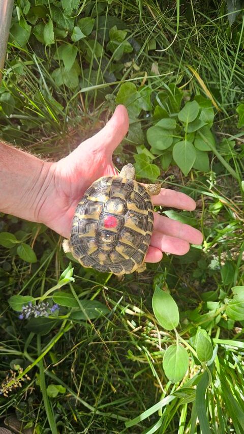 Tortue terrestre m&acirc;le 100 84000 Avignon