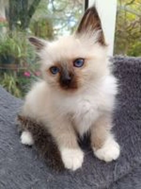   Chatons Sacre de Birmanie
