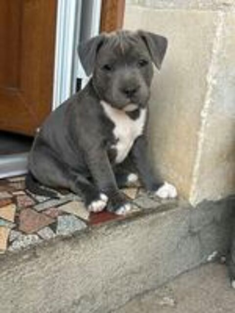   Staffie 