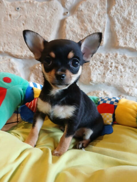 Chihuahua 850 29270 Carhaix-plouguer