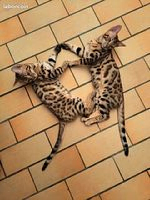   Deux magnifiques chatons Bengal mâles Brown Tabby Spotted 