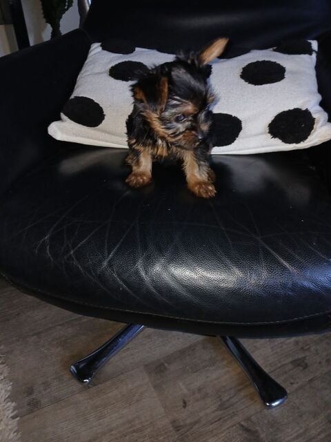 Chiot yorksire pure race 0 76200 Dieppe