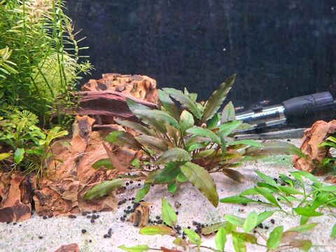 Lot de plantes pour aquarium 20 94120 Fontenay-sous-bois