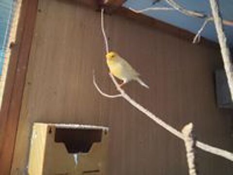   Oiseau canaris jaune 
