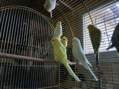 deux couple de perruches anglaises 2025 70 63190 Lezoux