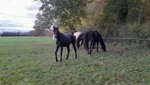   layla ds arabians 