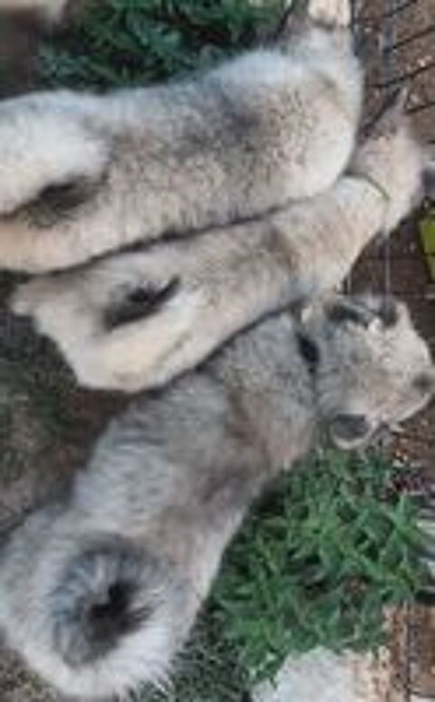   Magnifiques SPITZ Allemand Loup 