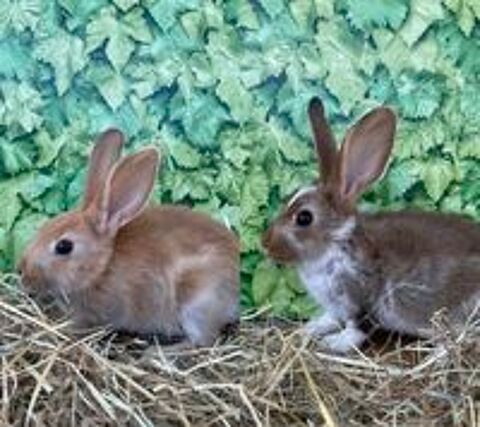   Lapins  