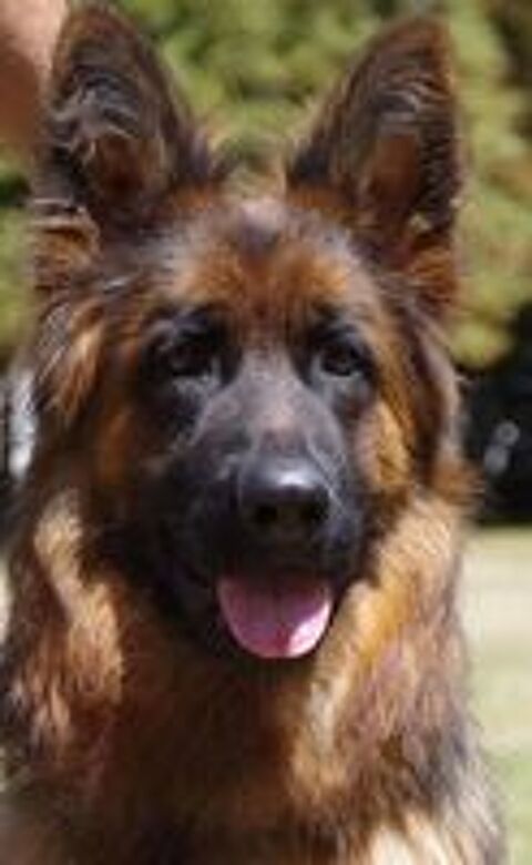   CHIOTS BERGER ALLEMAND LOF poils longs 