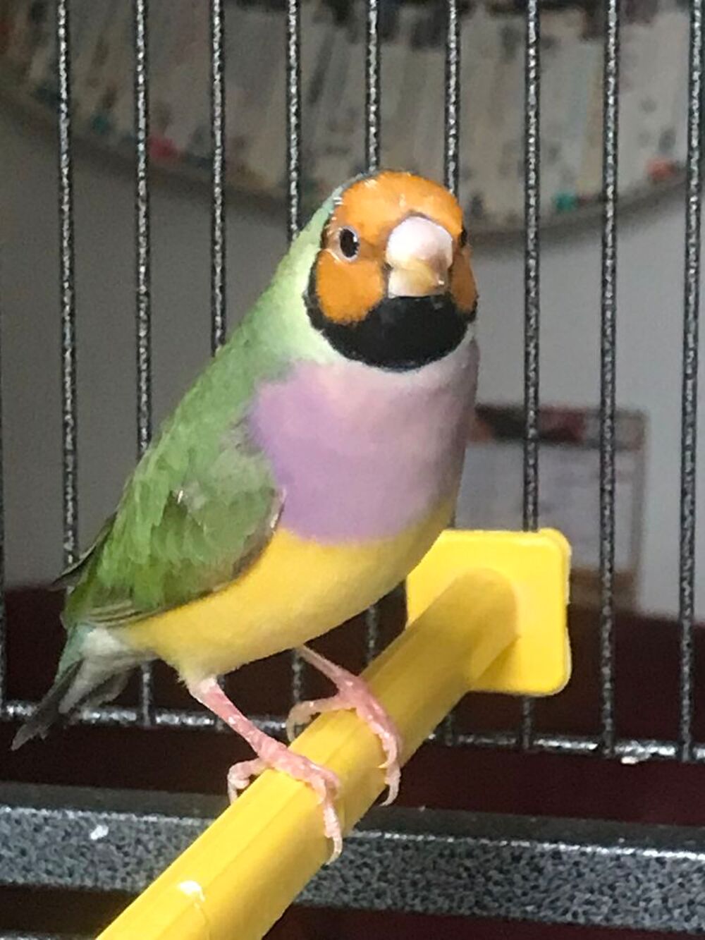   DIAMANT DE GOULD  