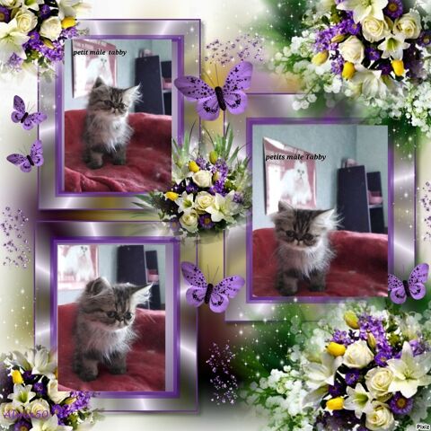 Chatons persans 650 07290 Quintenas