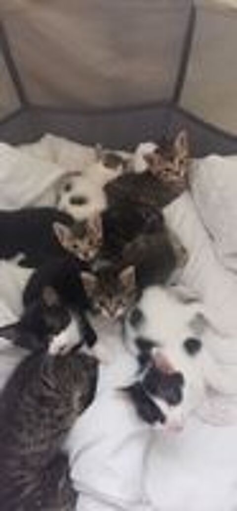   DON DE CHATONS POUR FAMILLES BIENVEILLANTE 