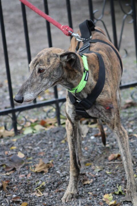 FANDANGO 💙 Calins et bisous &agrave; gogo avec FANDANGO 220 24140 Douville