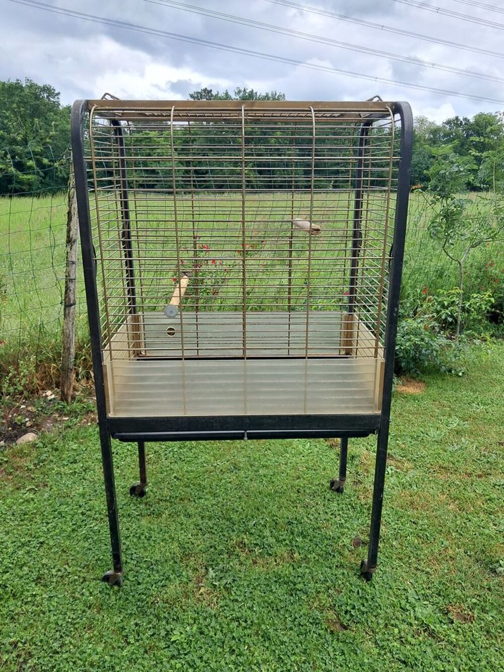   Cage oiseaux  