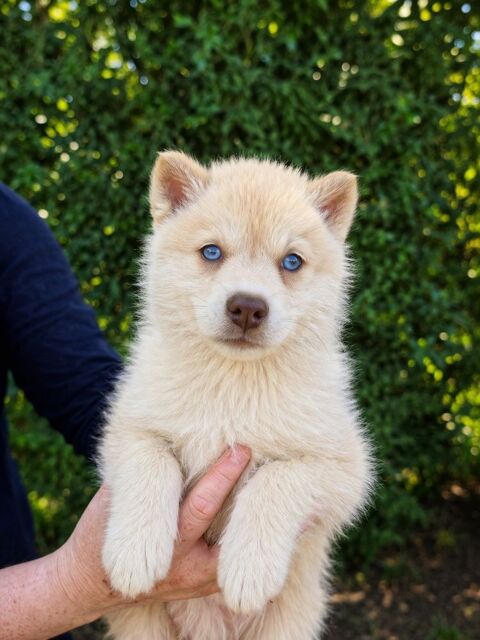 Exceptionnel male Pomsky chocolat aux yeux bleus ? mini 1200 53220 Larchamp