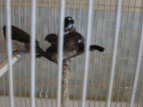 Moineaux du japon 5 62250 Marquise