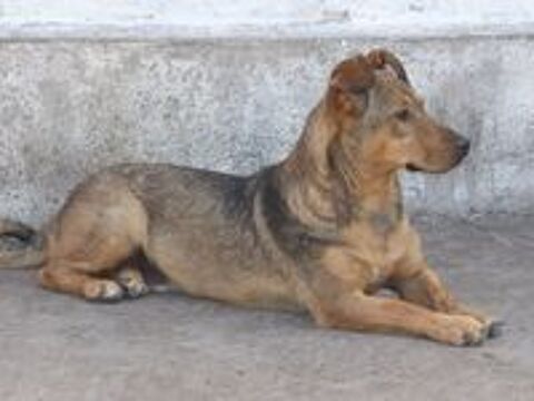   BOWH A adopter via REMEMBER ME FRANCE  
