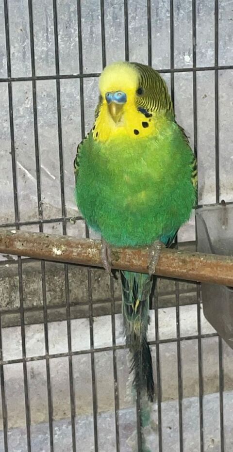 Perruche 2025 0 84000 Avignon