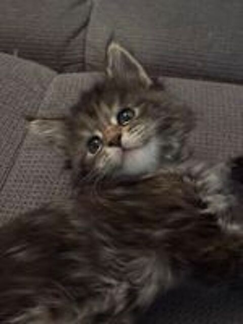   Femelle type Maine coon 