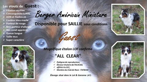 Superbe Berger Américain Miniature LOF pour SAILLIE 950 47300 Villeneuve-sur-lot