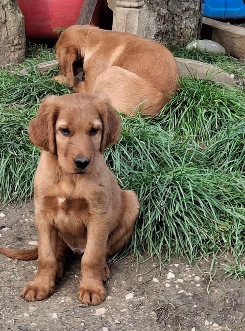 Chiots setter irlandais 0 32220 Laymont