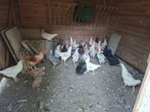   poulet 