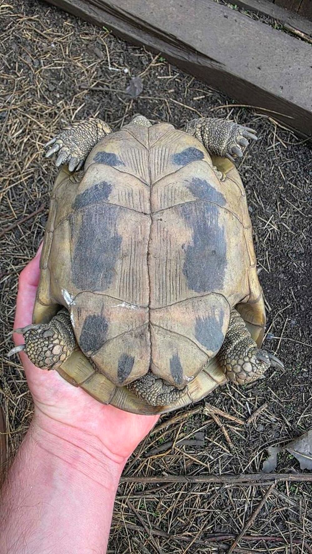 Tortue femelles repro plus de 20 ans Jardin