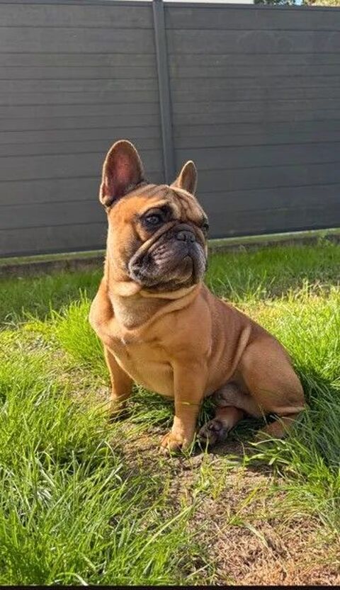 Bouledogues fran&ccedil;ais m&acirc;les et femelles 1500 44130 Blain
