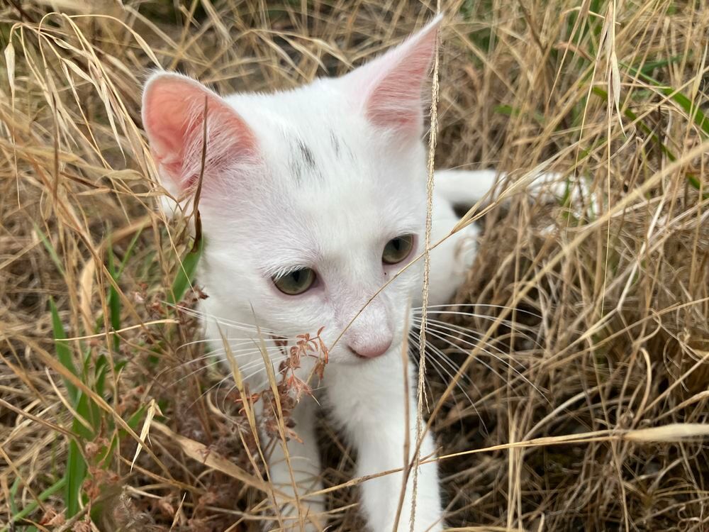   chaton femelle 