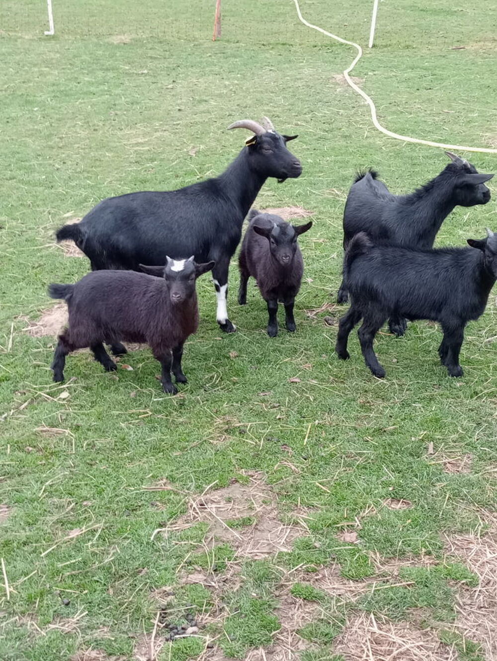   Bonjour je des ch�vres 