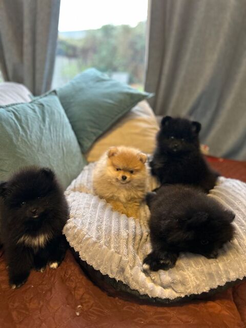 Chiot spitz 3 femmes / 1 m&acirc;le 1700 83500 La seyne-sur-mer