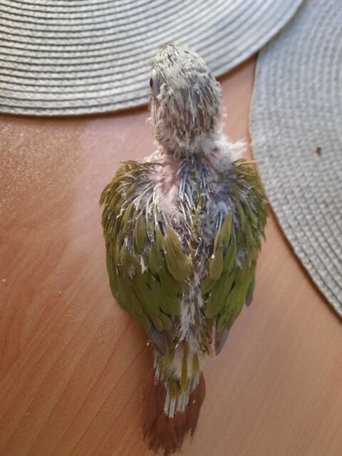 Conures molinae EAM 160 44150 Ancenis