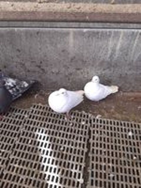  pigeons carneaux nés en /2025. des blancs, des rouges  