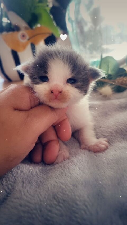 A reserver bebe main coon pp 1200 60190 Montmartin