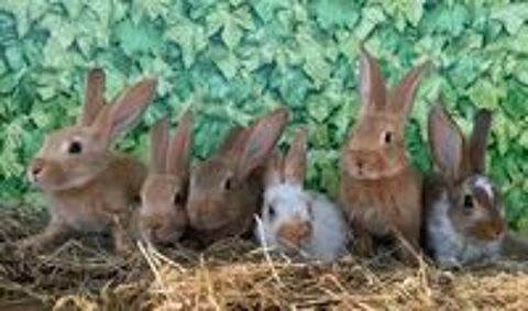   Lapins  