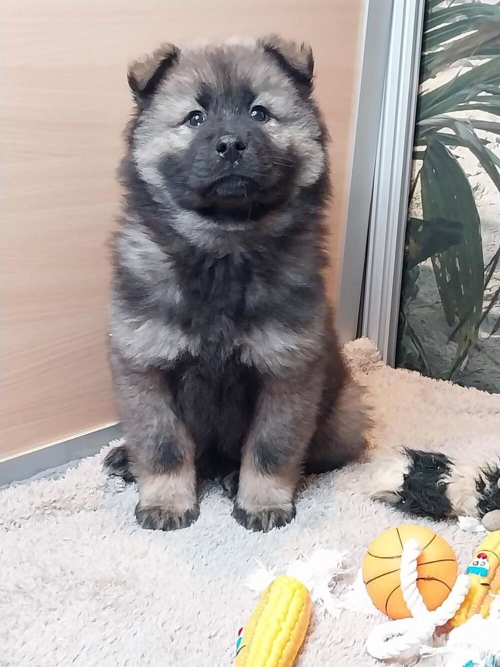   Chiots eurasier males et femelles 