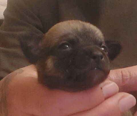 Chiots chihuahua mâles et femelles poils courts 1000 89160 Ancy-le-franc