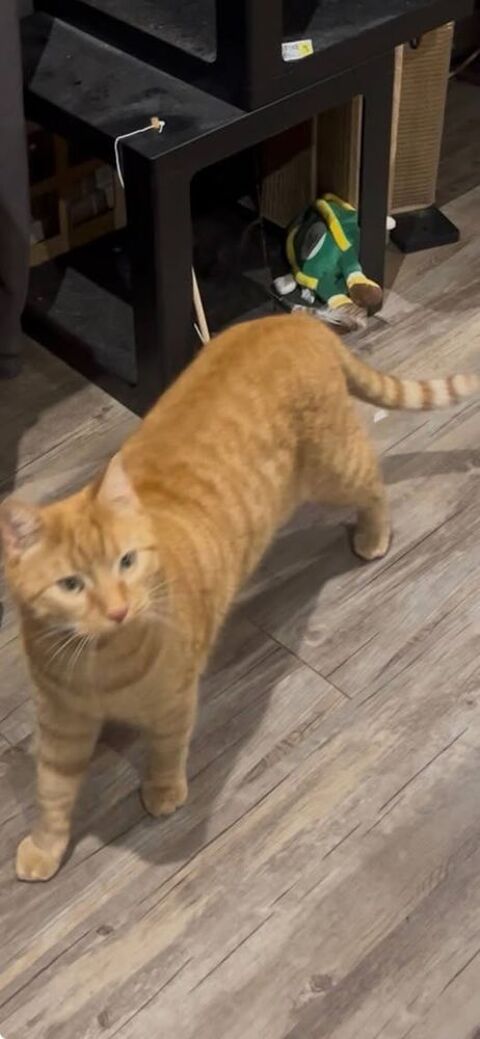 Chat CARAMEL &agrave; l adoption 200 07120 Labeaume