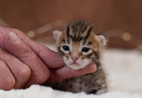 5 magnifiques chatons Bengal  1500 17240 Saint-dizant-du-gua