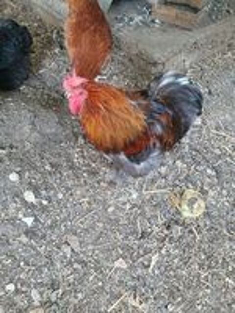   Donne coq nain bantam de pekin 