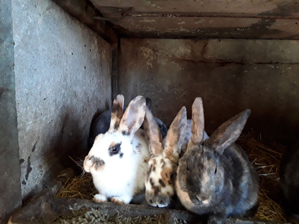   Lapins Rex  G R    et lapins nain 